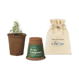 Modern Sprout® One For One Tree Kits - Loblolly Pine
