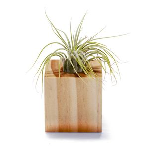 Air Plant