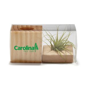Air Plant