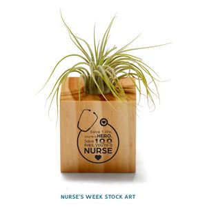 Air Plant