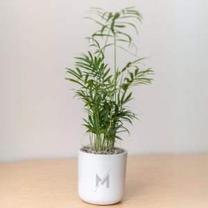 Bella Palm in Large Mason Grey Pot