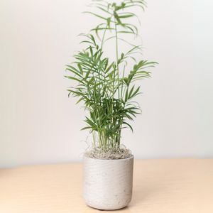 Bella Palm in Large Wilson Grey