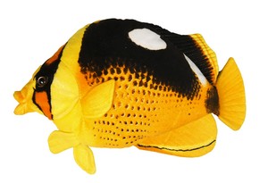 Black and Yellow Fish
