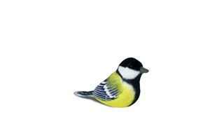 Black and Yellow Parus