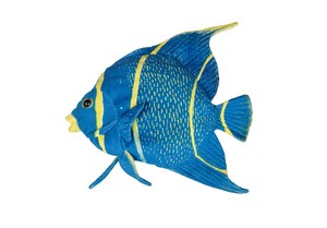 Blue Fish