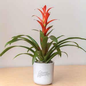 Bromeliad in Large Mason Grey Pot Line