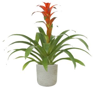 Bromeliad in Large Wilson Gray