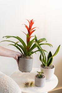 Bromeliad in Large Wilson Gray