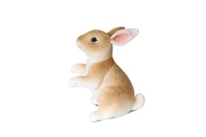 Brown Rabbit