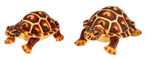 Brown Tortoise 2 sizes