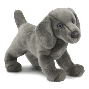 Cassie Weimaraner