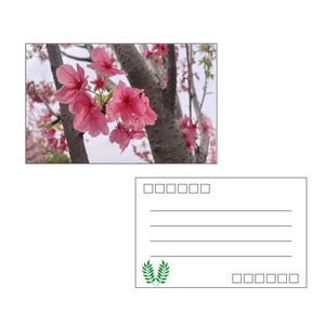 Custom Postcard