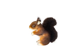 Dark Brown Squirrel