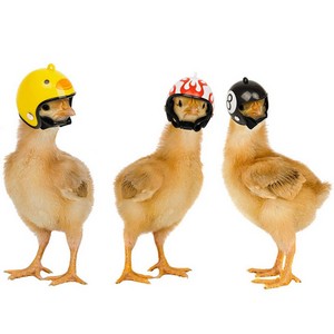 Decorative Pet Chicken & Bird Helmet