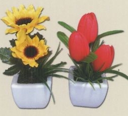 Direct Import Program Potted Flowers