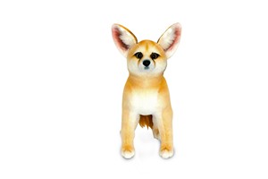 Fennec Fox