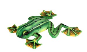 Frog with Webbed Feet