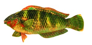 Green Fish