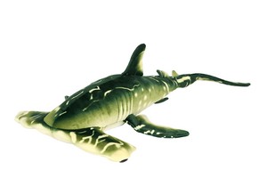 Green Hammerhead Shark