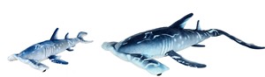 Hammerhead Sharks 2 Colors