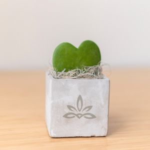 Hoya Heart in Mini Parker Cube