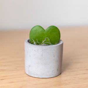 Hoya Heart in Mini Parker Grey