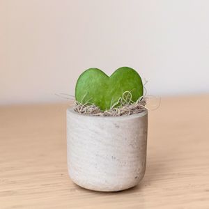 Hoya Heart in Mini Wilson Grey Pot