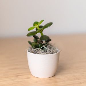 Jade Plant in Mini Harlow Cream Pot