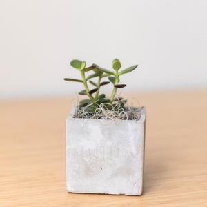 Jade Plant in Mini Parker Cube Pot