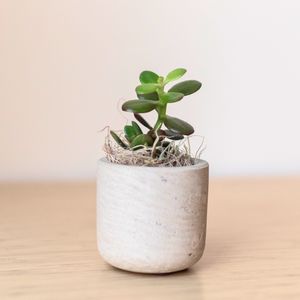 Jade Plant in Mini Wilson Grey Pot