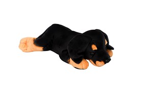 Laying Rottweiler