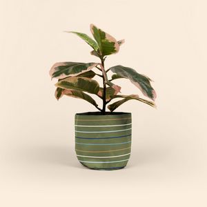 Mary Jane - 4cp Poly