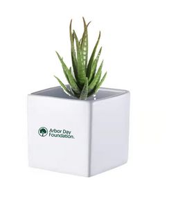 Mini Spencer Pot with Zebra Succulent