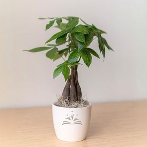 Money Tree in Large Harlow Cream Pot