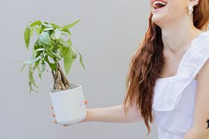 Money Tree in Large Mason Grey Pot