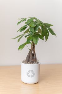 Money Tree in Large Mason Grey Pot