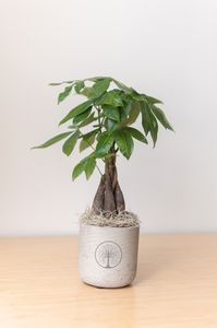 Money Tree in Large Wilson Grey Pot