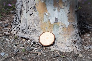 Natural Coaster