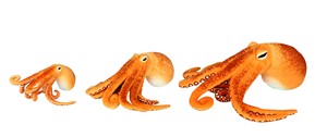 Orange Octopus 3 sizes