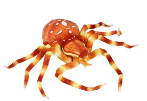 Orange Spider