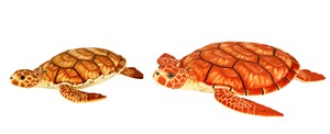 Orange Turtle 2 sizes