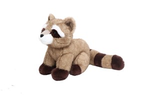 Racoon