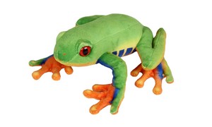 Rainforest Frog