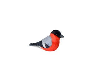 Red and Black Parus