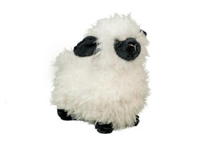 Shiloh Lamb