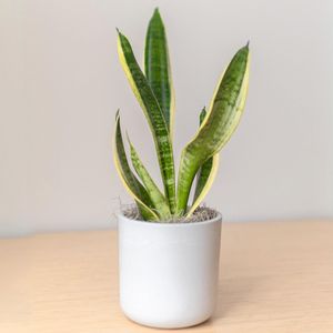 Snake Plant in Large Mason Line Grey