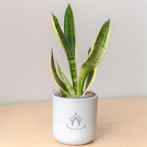 Snake Plant in Large Mason Line Grey