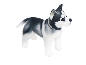 Standing Husky