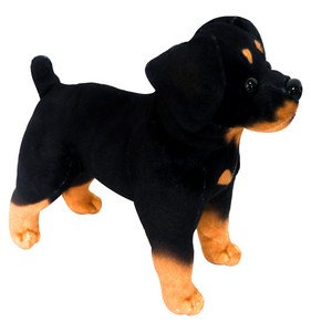 Standing Rottweiler