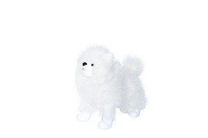 White Fluffy Dog